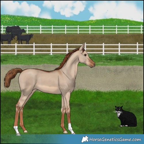 Horse Color:Red Dun 
