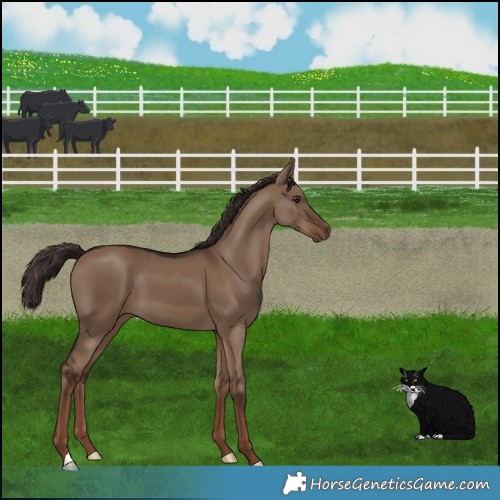 Horse Color:Liver Red Dun 