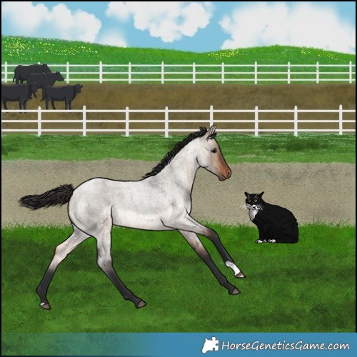 Horse Color:Brown Roan Dun 