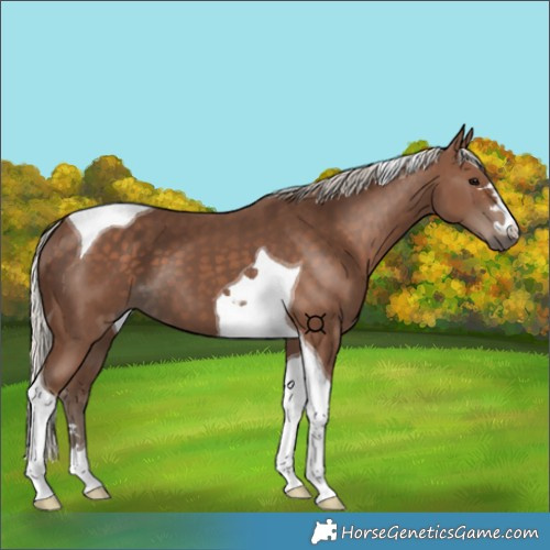 Horse Color:Silver Black Tobiano 