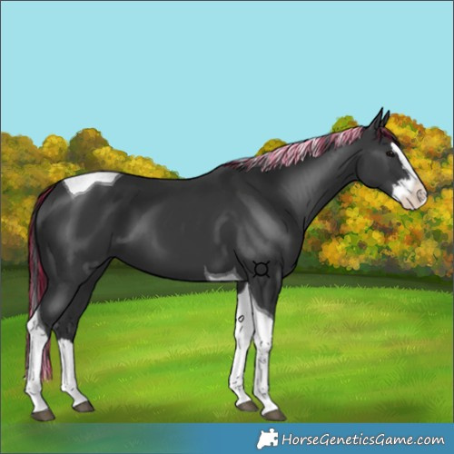 Horse Color:Painted Black Splash Tobiano 