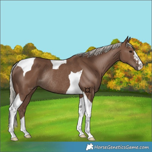 Horse Color:Silver Black Tobiano Rabicano 