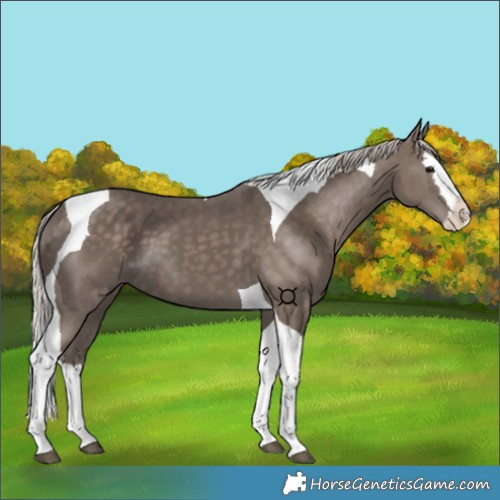 Horse Color:Silver Black Splash Tobiano 
