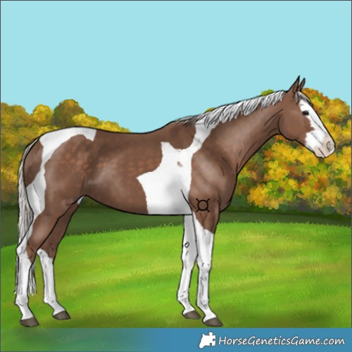 Horse Color:Silver Black Splash Tobiano 