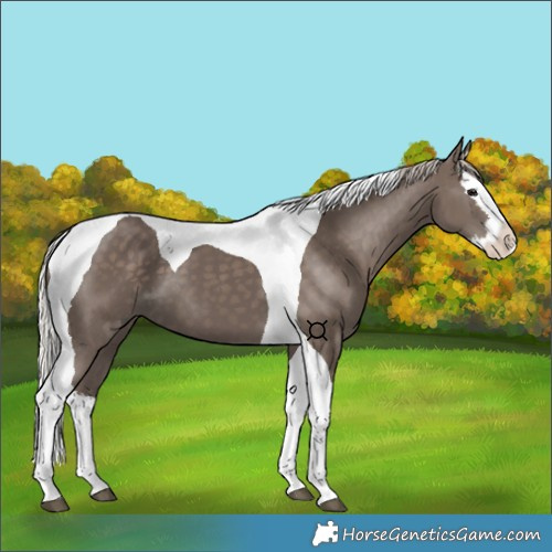 Horse Color:Silver Black Splash Tobiano 