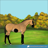 Horse Color:Void Buckskin Splash Frame Rabicano 