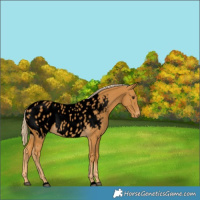 Horse Color:Void Palomino Near Leopard 