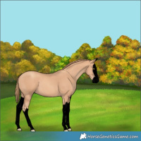 Horse Color:Void Gold Champagne Splash 