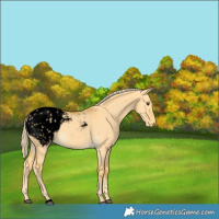 Horse Color:Void Palomino Dun Blanket 