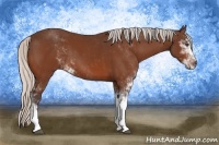 Horse Color:Silver Bay Sabino