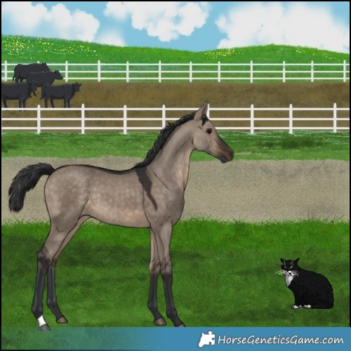 Horse Color:Brown Dun Rabicano 