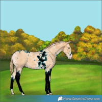 Horse Color:Gold Champagne Sabino Tobiano 
