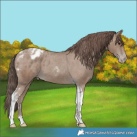 Horse Color:Classic Champagne Tobiano Appaloosa 