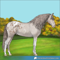 Horse Color:Classic Champagne Tobiano Appaloosa