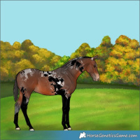Horse Color:Brown Tobiano Varnish