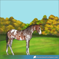 Horse Color:Bay Sabino Blanket 