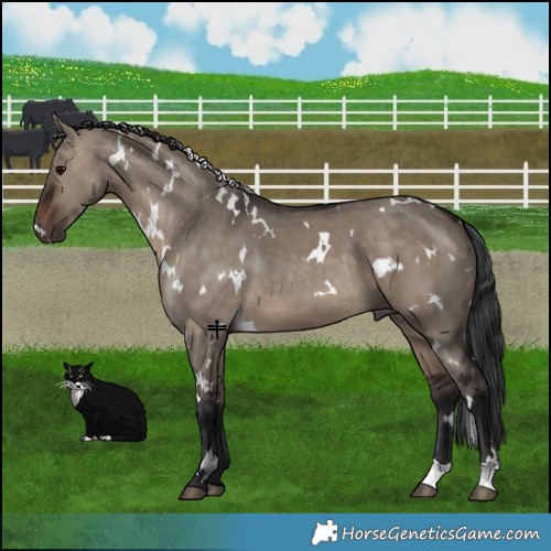 Horse Color:White Spotted Brown Dun 