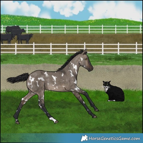 Horse Color:White Spotted Brown Dun Rabicano Brindle 