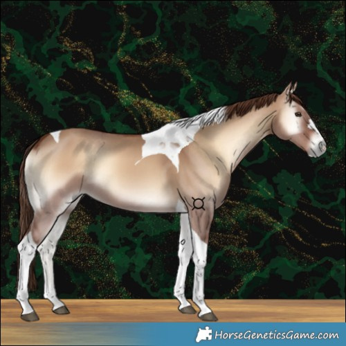 Horse Color:Red Dun Onyx Tobiano 