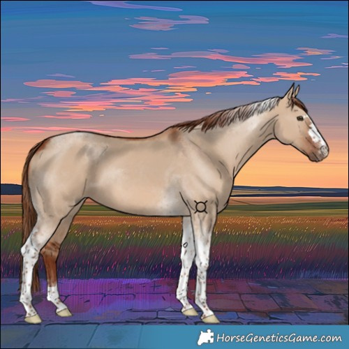 Horse Color:Red Dun Tobiano 