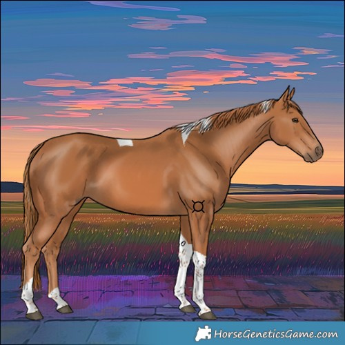 Horse Color:Chestnut Tobiano 