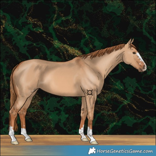 Horse Color:Red Dun 