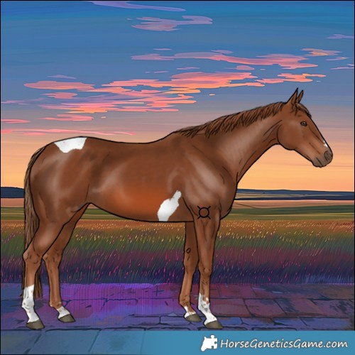 Horse Color:Chestnut Tobiano 