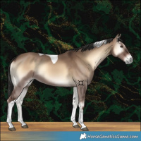 Horse Color:Liver Red Dun Onyx Tobiano
