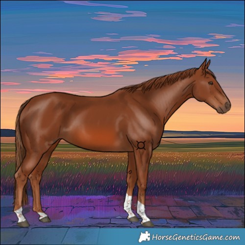 Horse Color:Chestnut Tobiano