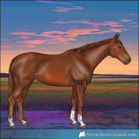 Horse Color:Chestnut Tobiano 