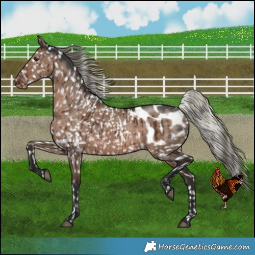 Horse Color:Liver Red Dun Mushroom Near Leopard Brindle  and Liver Red Dun Mushroom Blanket Brindle 