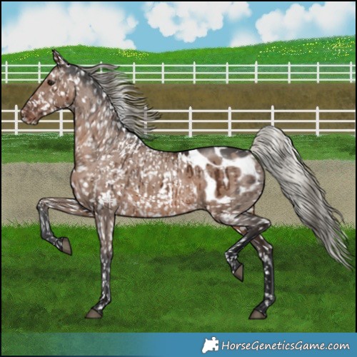 Horse Color:Liver Red Dun Mushroom Appaloosa Brindle  and Liver Red Dun Mushroom Appaloosa Brindle 