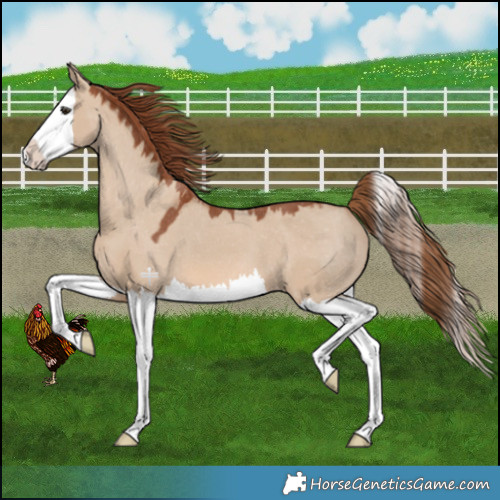 Horse Color:Red Dun Splash Appaloosa 