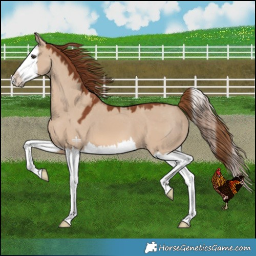 Horse Color:Red Dun Splash Varnish 
