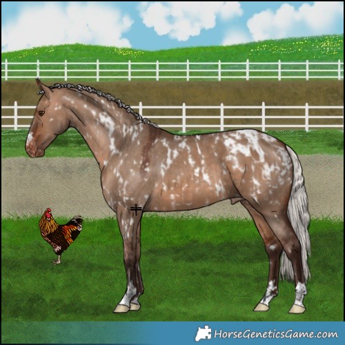 Horse Color:Bay Dun Appaloosa  and Silver Brown Dun Appaloosa 