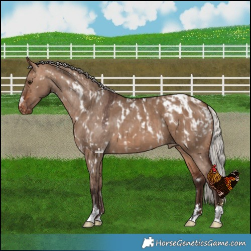 Horse Color:Bay Dun Near Leopard  and Silver Brown Dun Blanket 