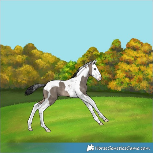 Horse Color:Brown Dun Splash Tobiano 