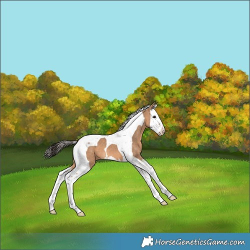 Horse Color:Bay Dun Splash Tobiano 