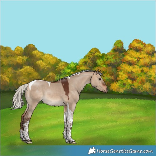 Horse Color:Silver Brown Dun Tobiano 