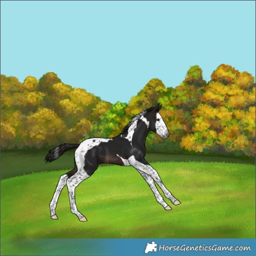 Horse Color:Gray Brown Splash Tobiano 