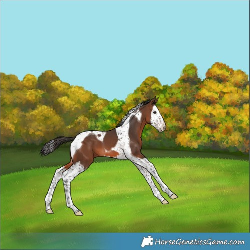 Horse Color:Brown Splash Tobiano 