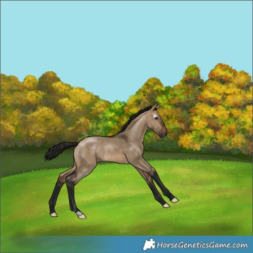 Horse Color:Gray Brown Dun 