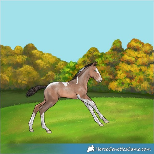 Horse Color:Sable Champagne Splash Tobiano 