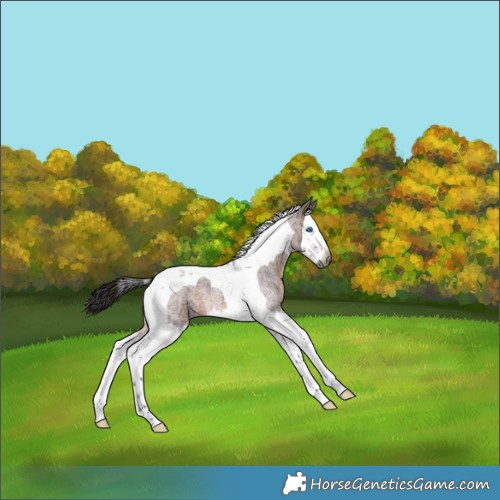 Horse Color:Gray Bay Roan Splash Tobiano 
