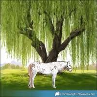 Horse Color:White Spotted Liver Red Dun Sabino Rabicano
