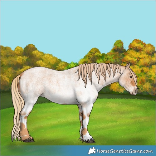 Horse Color:White Spotted Red Roan 