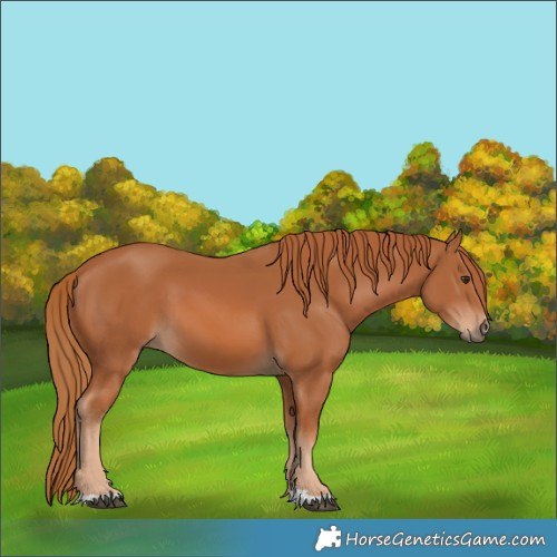 Horse Color:Chestnut 