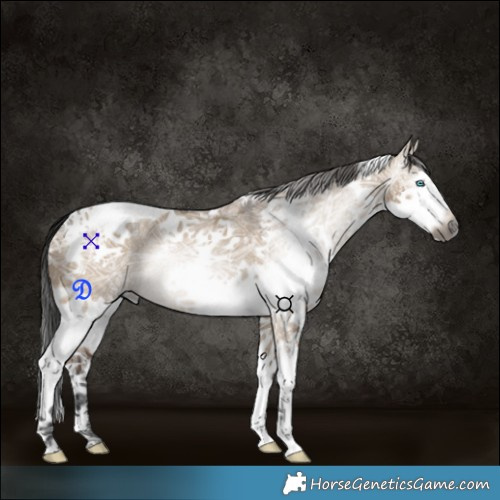 Horse Color:Gray Brown Ice Dun Splash Tobiano 