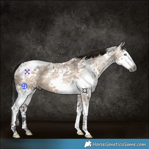 Horse Color:Gray Brown Ice Dun Splash Tobiano 