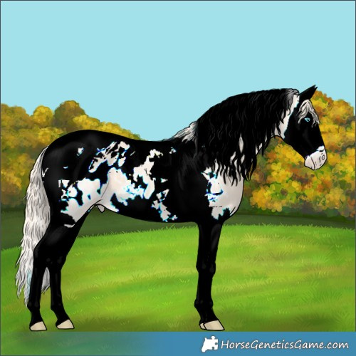 Horse Color:Perlino Splash Tobiano Appaloosa 